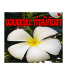 Plumeria of happiness cheer in factory（個別スタンプ：18）