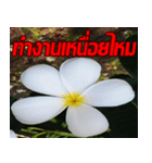 Plumeria of happiness cheer in factory（個別スタンプ：19）