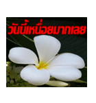 Plumeria of happiness cheer in factory（個別スタンプ：20）