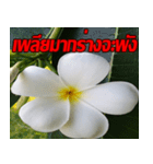 Plumeria of happiness cheer in factory（個別スタンプ：21）