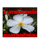 Plumeria of happiness cheer in factory（個別スタンプ：22）