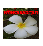 Plumeria of happiness cheer in factory（個別スタンプ：24）