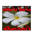 Plumeria of happiness cheer in factory（個別スタンプ：25）