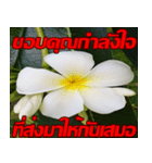 Plumeria of happiness cheer in factory（個別スタンプ：32）