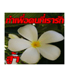 Plumeria of happiness cheer in factory（個別スタンプ：33）