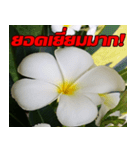 Plumeria of happiness cheer in factory（個別スタンプ：35）