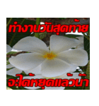 Plumeria of happiness cheer in factory（個別スタンプ：37）