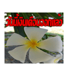 Plumeria of happiness cheer in factory（個別スタンプ：38）