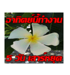 Plumeria of happiness cheer in factory（個別スタンプ：40）