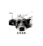 MARS-A DOG（個別スタンプ：1）