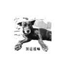MARS-A DOG（個別スタンプ：2）