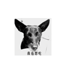 MARS-A DOG（個別スタンプ：3）