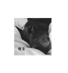 MARS-A DOG（個別スタンプ：8）