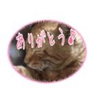 【関西弁】表情豊かな猫ちゃん達。4（個別スタンプ：1）