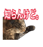 【関西弁】表情豊かな猫ちゃん達。4（個別スタンプ：2）