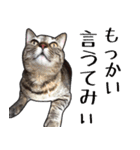 【関西弁】表情豊かな猫ちゃん達。4（個別スタンプ：3）