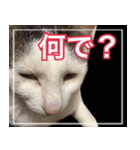 【関西弁】表情豊かな猫ちゃん達。4（個別スタンプ：5）