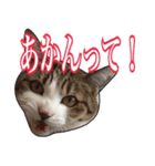 【関西弁】表情豊かな猫ちゃん達。4（個別スタンプ：7）