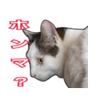 【関西弁】表情豊かな猫ちゃん達。4（個別スタンプ：8）