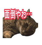 【関西弁】表情豊かな猫ちゃん達。4（個別スタンプ：9）