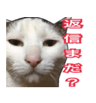 【関西弁】表情豊かな猫ちゃん達。4（個別スタンプ：10）