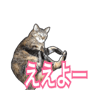 【関西弁】表情豊かな猫ちゃん達。4（個別スタンプ：11）