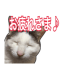 【関西弁】表情豊かな猫ちゃん達。4（個別スタンプ：14）