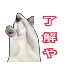 【関西弁】表情豊かな猫ちゃん達。4（個別スタンプ：18）