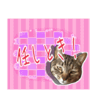 【関西弁】表情豊かな猫ちゃん達。4（個別スタンプ：19）