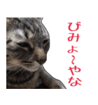 【関西弁】表情豊かな猫ちゃん達。4（個別スタンプ：20）