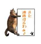 【関西弁】表情豊かな猫ちゃん達。4（個別スタンプ：21）