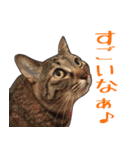 【関西弁】表情豊かな猫ちゃん達。4（個別スタンプ：22）