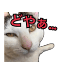 【関西弁】表情豊かな猫ちゃん達。4（個別スタンプ：23）