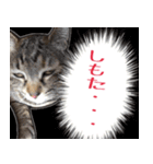 【関西弁】表情豊かな猫ちゃん達。4（個別スタンプ：26）