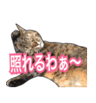 【関西弁】表情豊かな猫ちゃん達。4（個別スタンプ：28）