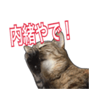 【関西弁】表情豊かな猫ちゃん達。4（個別スタンプ：29）