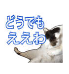 【関西弁】表情豊かな猫ちゃん達。4（個別スタンプ：30）
