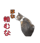 【関西弁】表情豊かな猫ちゃん達。4（個別スタンプ：31）