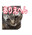 【関西弁】表情豊かな猫ちゃん達。4（個別スタンプ：32）