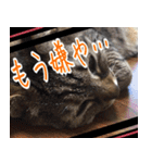 【関西弁】表情豊かな猫ちゃん達。4（個別スタンプ：33）