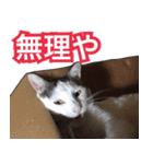 【関西弁】表情豊かな猫ちゃん達。4（個別スタンプ：35）