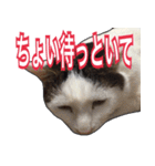 【関西弁】表情豊かな猫ちゃん達。4（個別スタンプ：36）