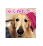 ゴールデンレトリバーもも2（個別スタンプ：1）