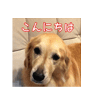 ゴールデンレトリバーもも2（個別スタンプ：4）