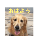 ゴールデンレトリバーもも2（個別スタンプ：5）