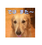 ゴールデンレトリバーもも2（個別スタンプ：6）