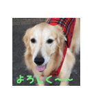 ゴールデンレトリバーもも2（個別スタンプ：7）