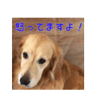 ゴールデンレトリバーもも2（個別スタンプ：8）