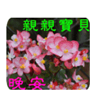 Flowers-1（個別スタンプ：14）