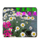 Flowers-1（個別スタンプ：19）